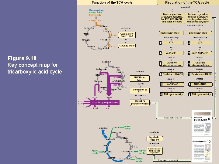 Figure 9. 10 Key concept map for tricarboxylic acid cycle. 