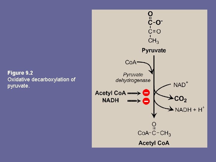 Figure 9. 2 Oxidative decarboxylation of pyruvate. 