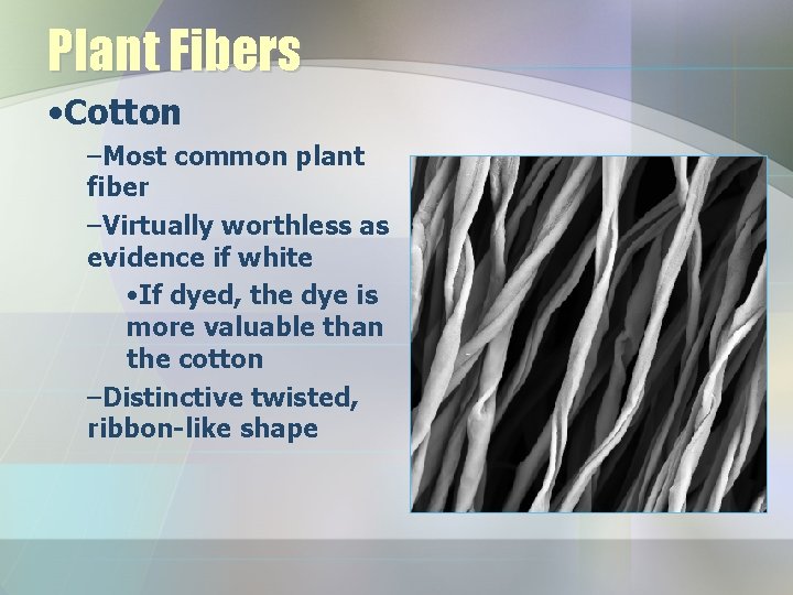 Plant Fibers • Cotton –Most common plant fiber –Virtually worthless as evidence if white
