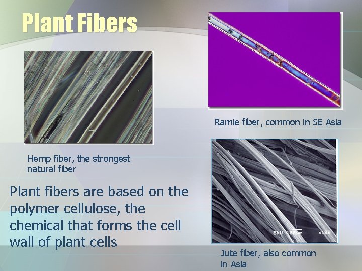 Plant Fibers Ramie fiber, common in SE Asia Hemp fiber, the strongest natural fiber