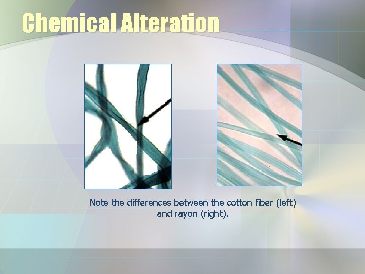 Chemical Alteration Note the differences between the cotton fiber (left) and rayon (right). Chemical Alteration Note the differences between the cotton fiber (left) and rayon (right).