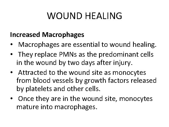 WOUND HEALING Increased Macrophages • Macrophages are essential to wound healing. • They replace