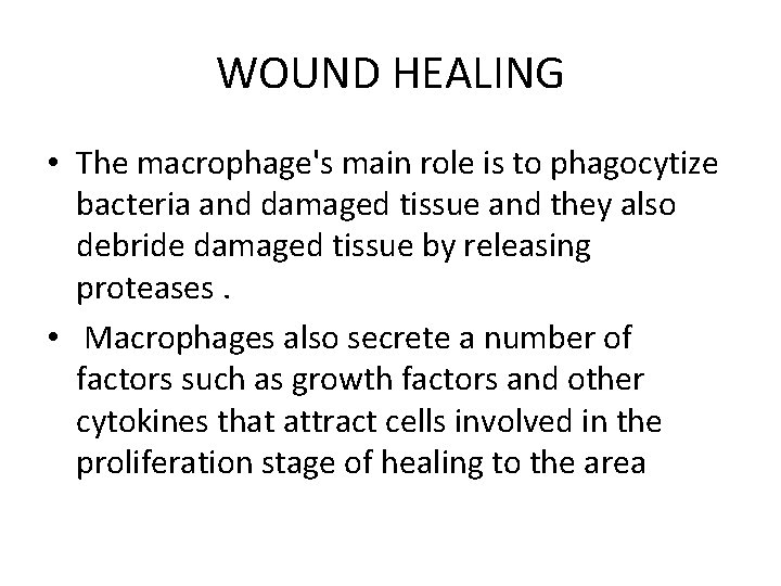 WOUND HEALING • The macrophage's main role is to phagocytize bacteria and damaged tissue