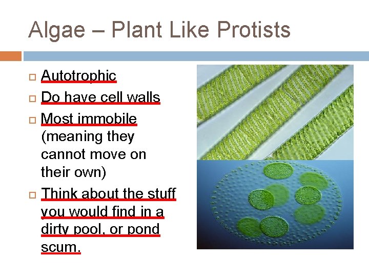 Algae – Plant Like Protists Autotrophic Do have cell walls Most immobile (meaning they