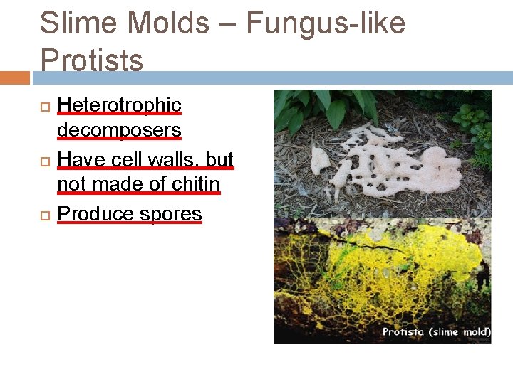 Slime Molds – Fungus-like Protists Heterotrophic decomposers Have cell walls, but not made of