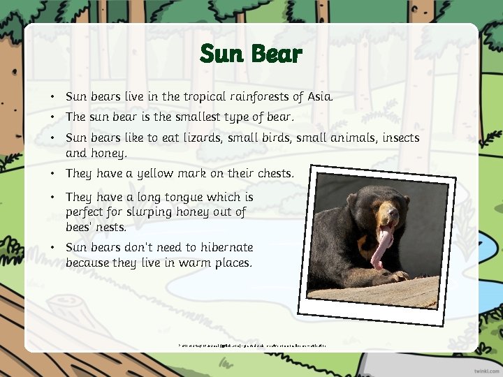 Sun Bear • Sun bears live in the tropical rainforests of Asia. • The