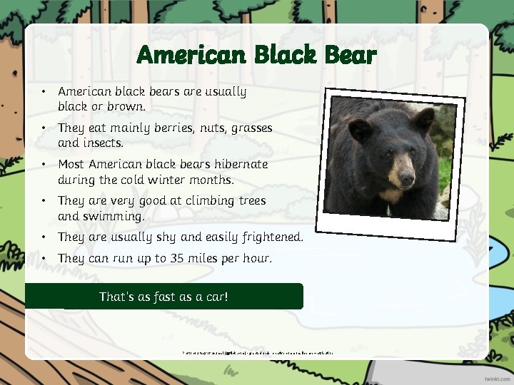American Black Bear • American black bears are usually black or brown. • They