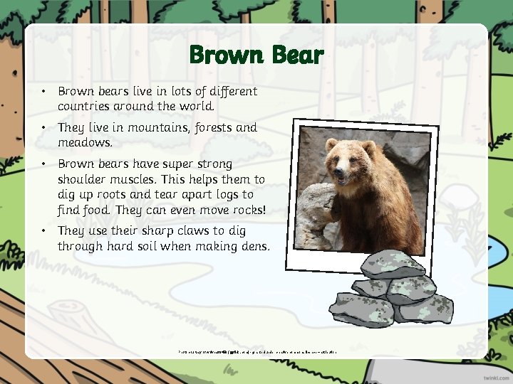 Brown Bear • Brown bears live in lots of different countries around the world.