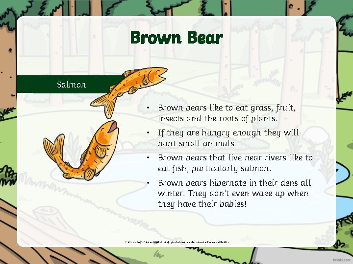 Brown Bear Salmon • Brown bears like to eat grass, fruit, insects and the