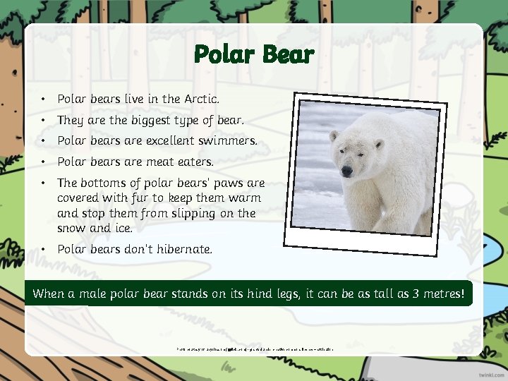 Polar Bear • Polar bears live in the Arctic. • They are the biggest