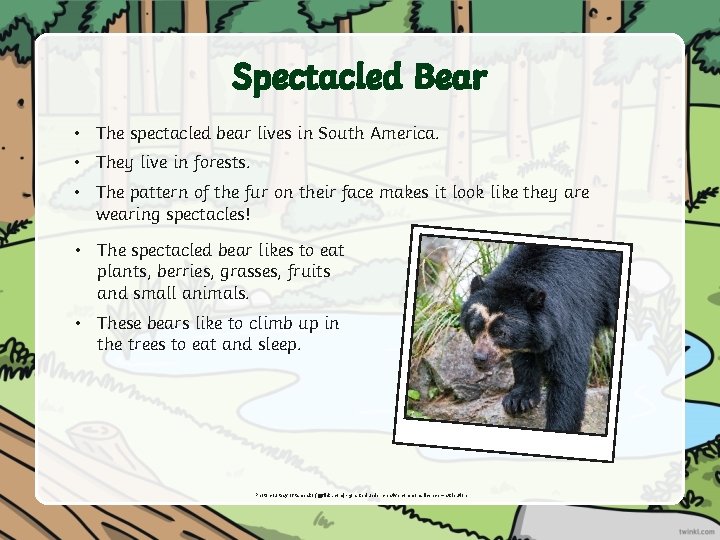 Spectacled Bear • The spectacled bear lives in South America. • They live in