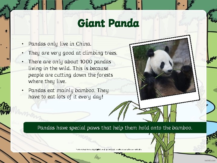 Giant Panda • Pandas only live in China. • They are very good at