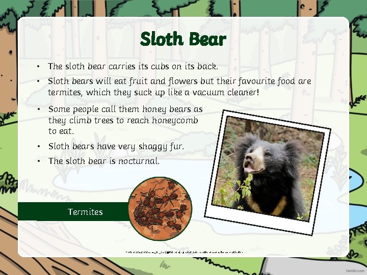 Sloth Bear • The sloth bear carries its cubs on its back. • Sloth