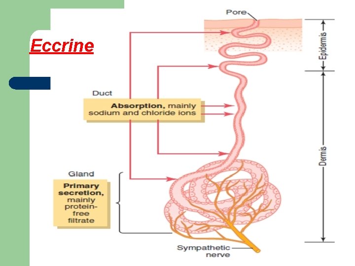 Eccrine 