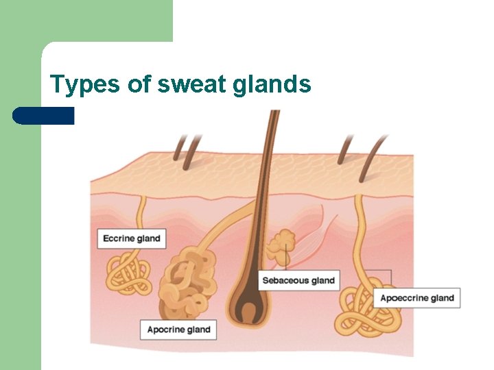 Types of sweat glands 