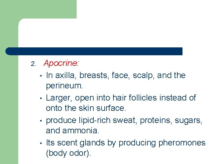 2. Apocrine: • In axilla, breasts, face, scalp, and the perineum. • Larger, open