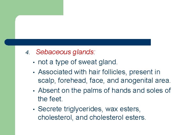 4. Sebaceous glands: • not a type of sweat gland. • Associated with hair