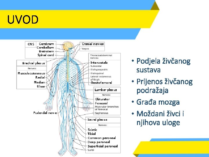 UVOD • Podjela živčanog sustava • Prijenos živčanog podražaja • Građa mozga • Moždani