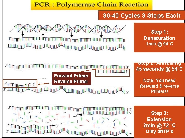 30 -40 Cycles 3 Steps Each Step 1: Denaturation 1 min @ 94˚C Step