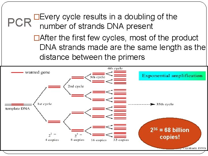 PCR �Every cycle results in a doubling of the number of strands DNA present