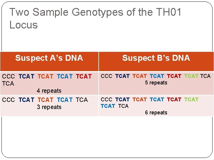 Two Sample Genotypes of the TH 01 Locus Suspect A’s DNA Suspect B’s DNA
