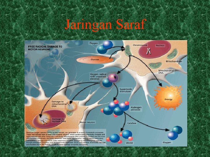 Jaringan Saraf 