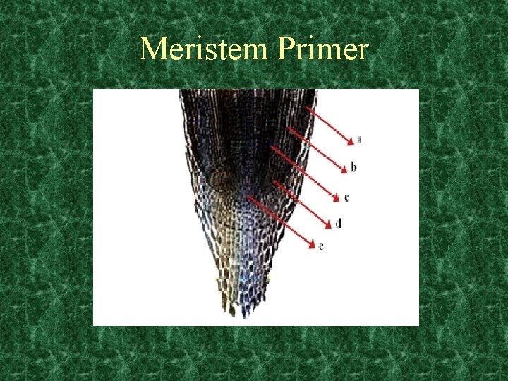 Meristem Primer Meristem Primer