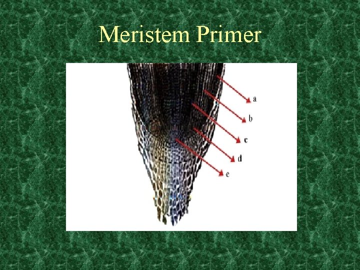 Meristem Primer 