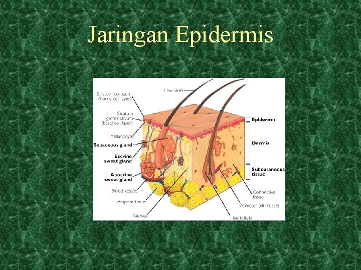 Jaringan Epidermis 