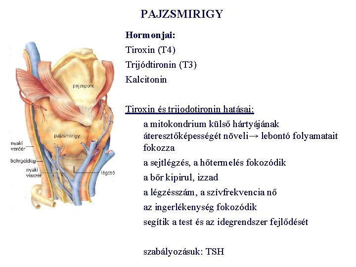 PAJZSMIRIGY Hormonjai: Tiroxin (T 4) Trijódtironin (T 3) Kalcitonin Tiroxin és trijodotironin hatásai: a