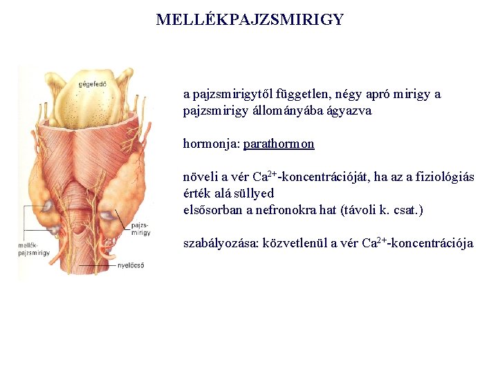 MELLÉKPAJZSMIRIGY a pajzsmirigytől független, négy apró mirigy a pajzsmirigy állományába ágyazva hormonja: parathormon növeli