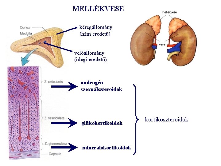 MELLÉKVESE kéregállomány (hám eredetű) velőállomány (idegi eredetű) androgén szexuálszteroidok glükokortikoidok mineralokortikoidok kortikoszteroidok 