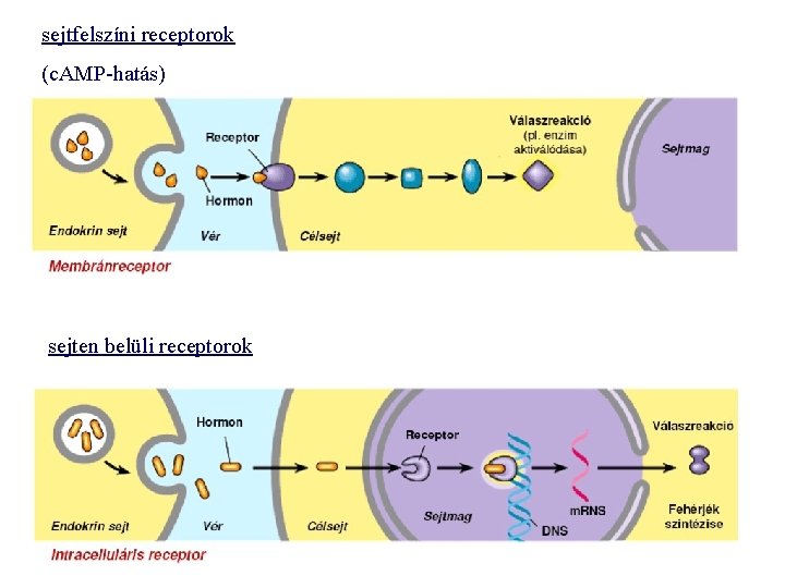 sejtfelszíni receptorok (c. AMP-hatás) sejten belüli receptorok 