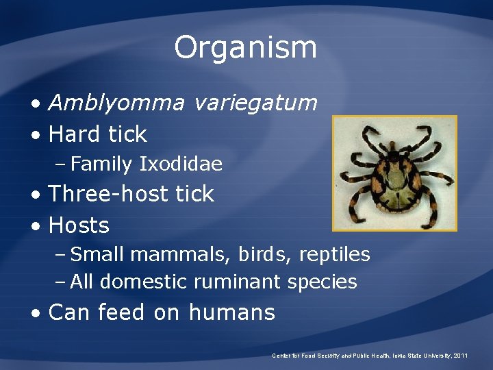 Organism • Amblyomma variegatum • Hard tick – Family Ixodidae • Three-host tick •