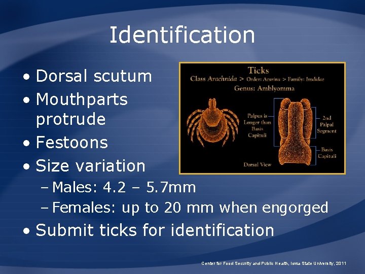 Identification • Dorsal scutum • Mouthparts protrude • Festoons • Size variation – Males: