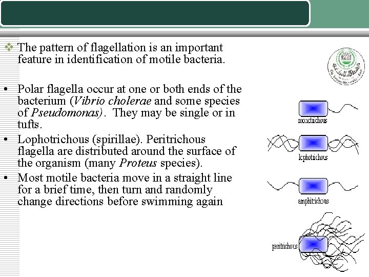 v The pattern of flagellation is an important feature in identification of motile bacteria.