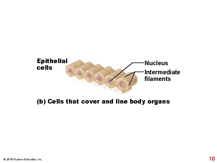 Epithelial cells Nucleus Intermediate filaments (b) Cells that cover and line body organs ©