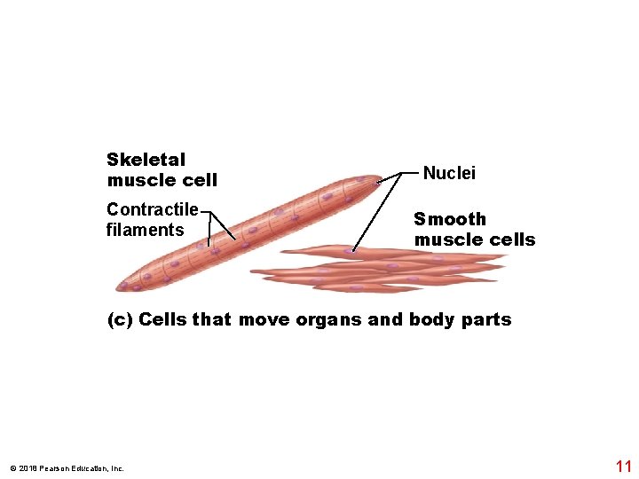 Skeletal muscle cell Contractile filaments Nuclei Smooth muscle cells (c) Cells that move organs