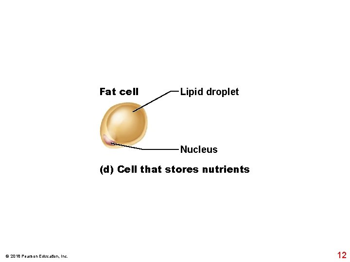 Fat cell Lipid droplet Nucleus (d) Cell that stores nutrients © 2018 Pearson Education,