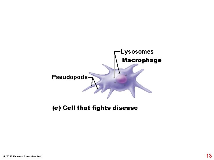 Lysosomes Macrophage Pseudopods (e) Cell that fights disease © 2018 Pearson Education, Inc. 13