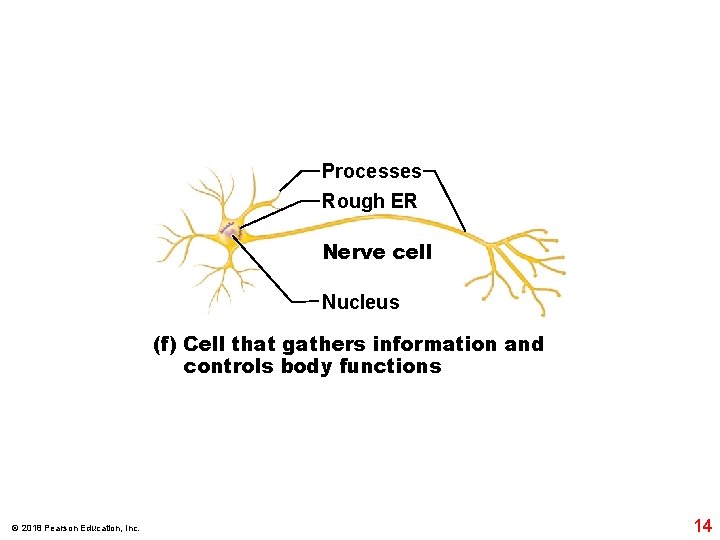 Processes Rough ER Nerve cell Nucleus (f) Cell that gathers information and controls body