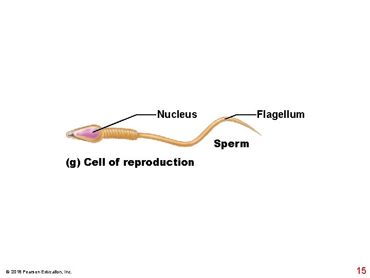 Nucleus Flagellum Sperm (g) Cell of reproduction © 2018 Pearson Education, Inc. 15 
