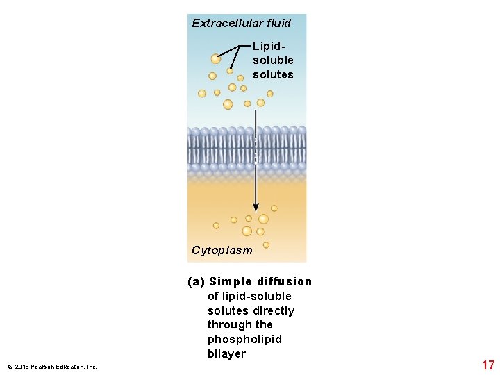 Extracellular fluid Lipidsoluble solutes Cytoplasm (a) Simple diffusion of lipid-soluble solutes directly through the