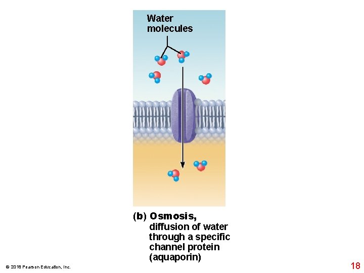 Water molecules (b) Osmosis, diffusion of water through a specific channel protein (aquaporin) ©