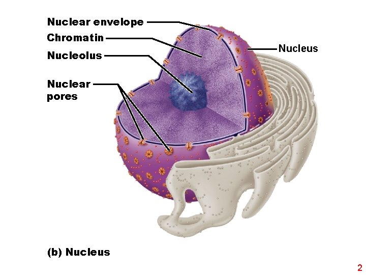 Nuclear envelope Chromatin Nucleolus Nuclear pores (b) Nucleus 2 