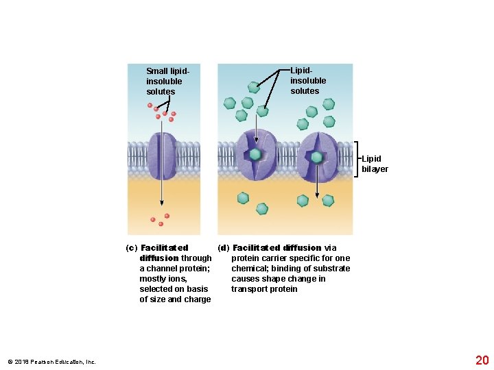 Small lipidinsoluble solutes Lipid bilayer (c) Facilitated (d) Facilitated diffusion via diffusion through protein