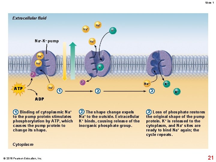 Slide 1 Extracellular fluid Na+ Na+-K+ pump K+ Na+ Na+ K+ Pi Pi ATP