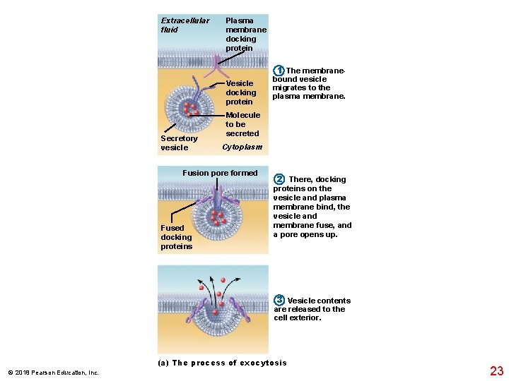 Extracellular fluid Plasma membrane docking protein Vesicle docking protein Secretory vesicle Molecule to be