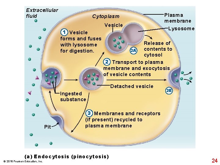 Extracellular fluid Cytoplasm Vesicle 1 Vesicle forms and fuses with lysosome for digestion. Release