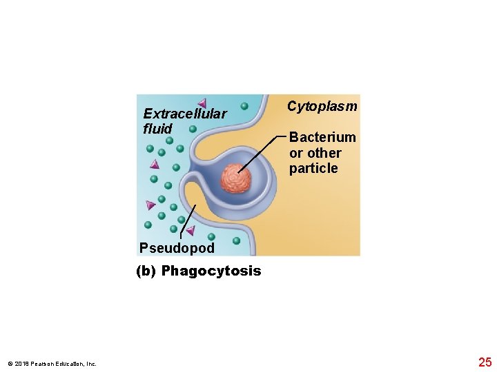 Extracellular fluid Cytoplasm Bacterium or other particle Pseudopod (b) Phagocytosis © 2018 Pearson Education,